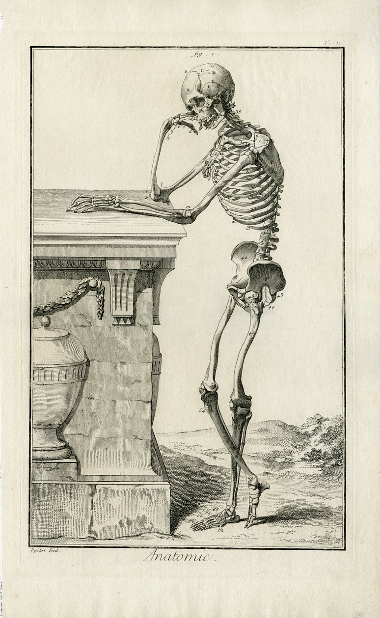 Anatomy - Anatomical Study of a Skeleton by J.A. Defehrt