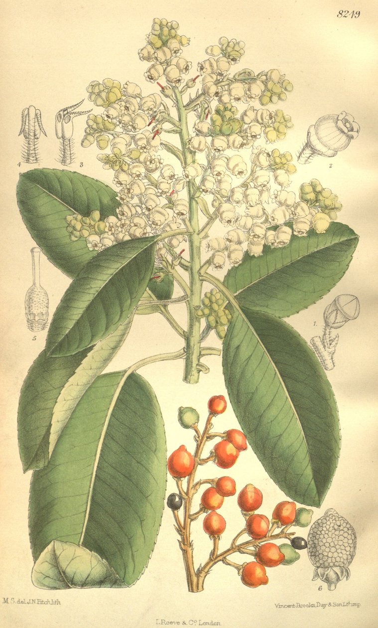 Arbutus menziesii by J.N. Fitch