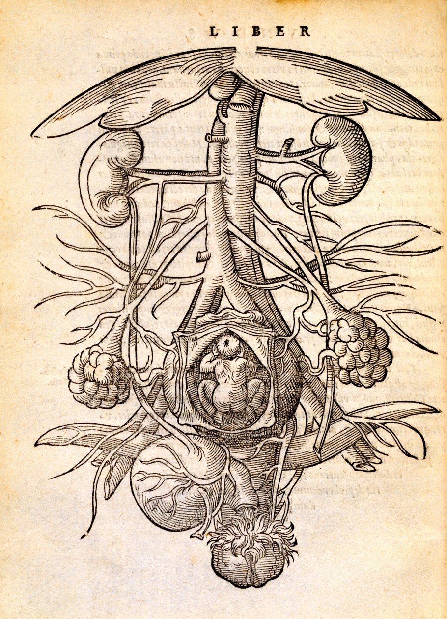 Pregnant Female Reproduction System, 1554 by Jacob Rueff