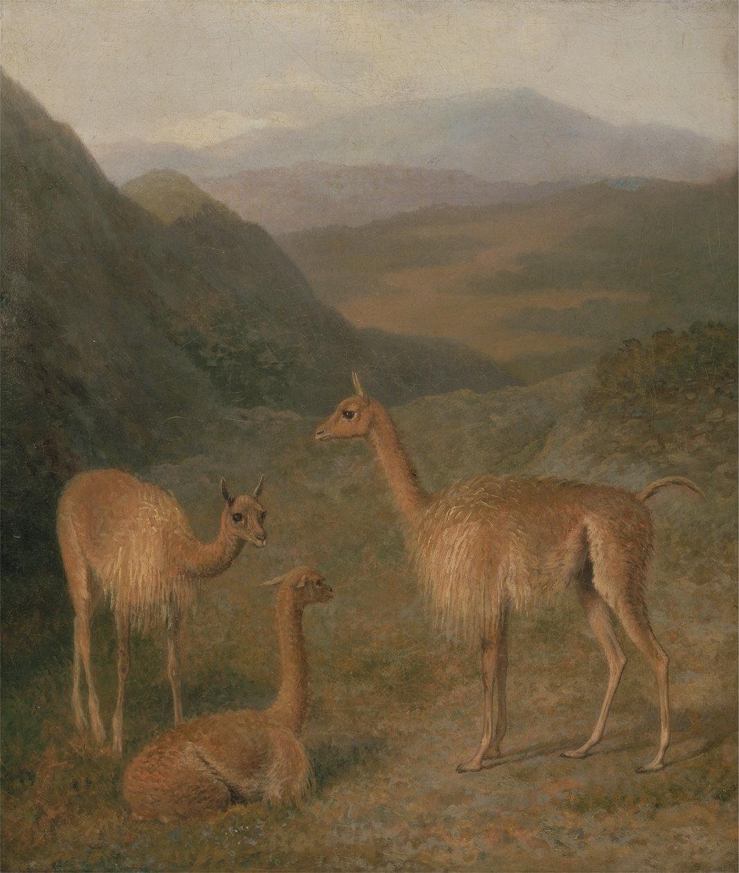 Vicunas by Jacques Laurent Agasse