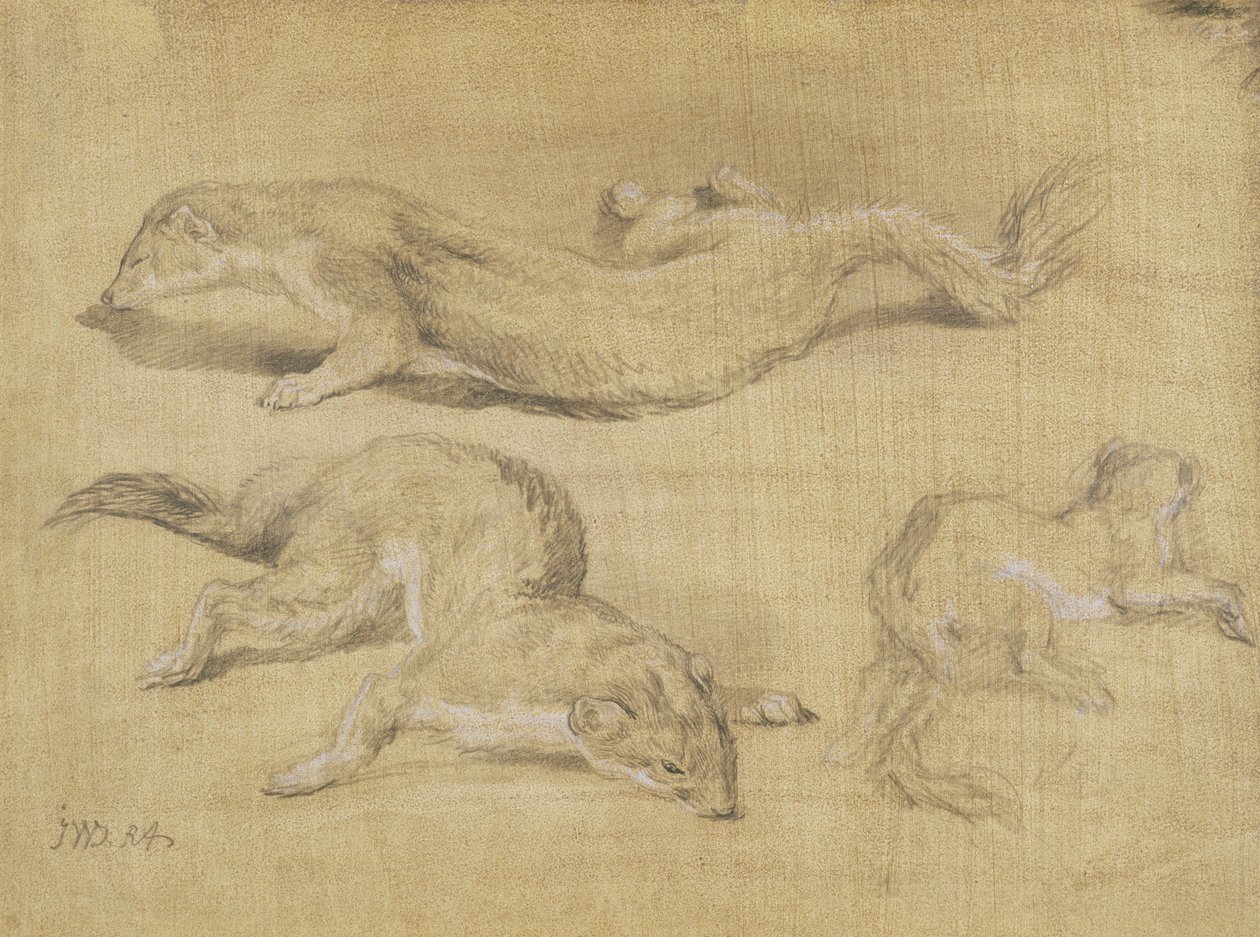 Ferrets by James Ward