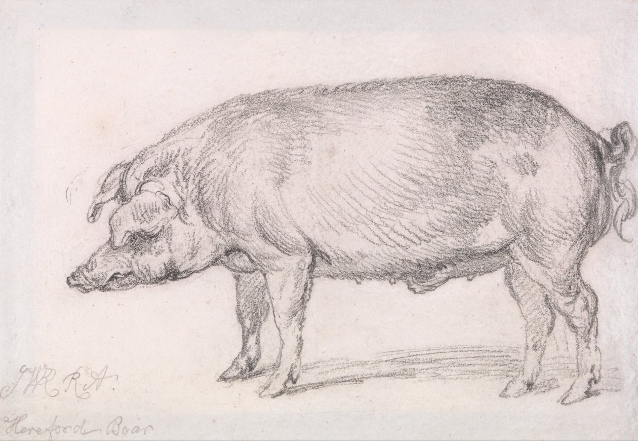 Hereford Boar by James Ward