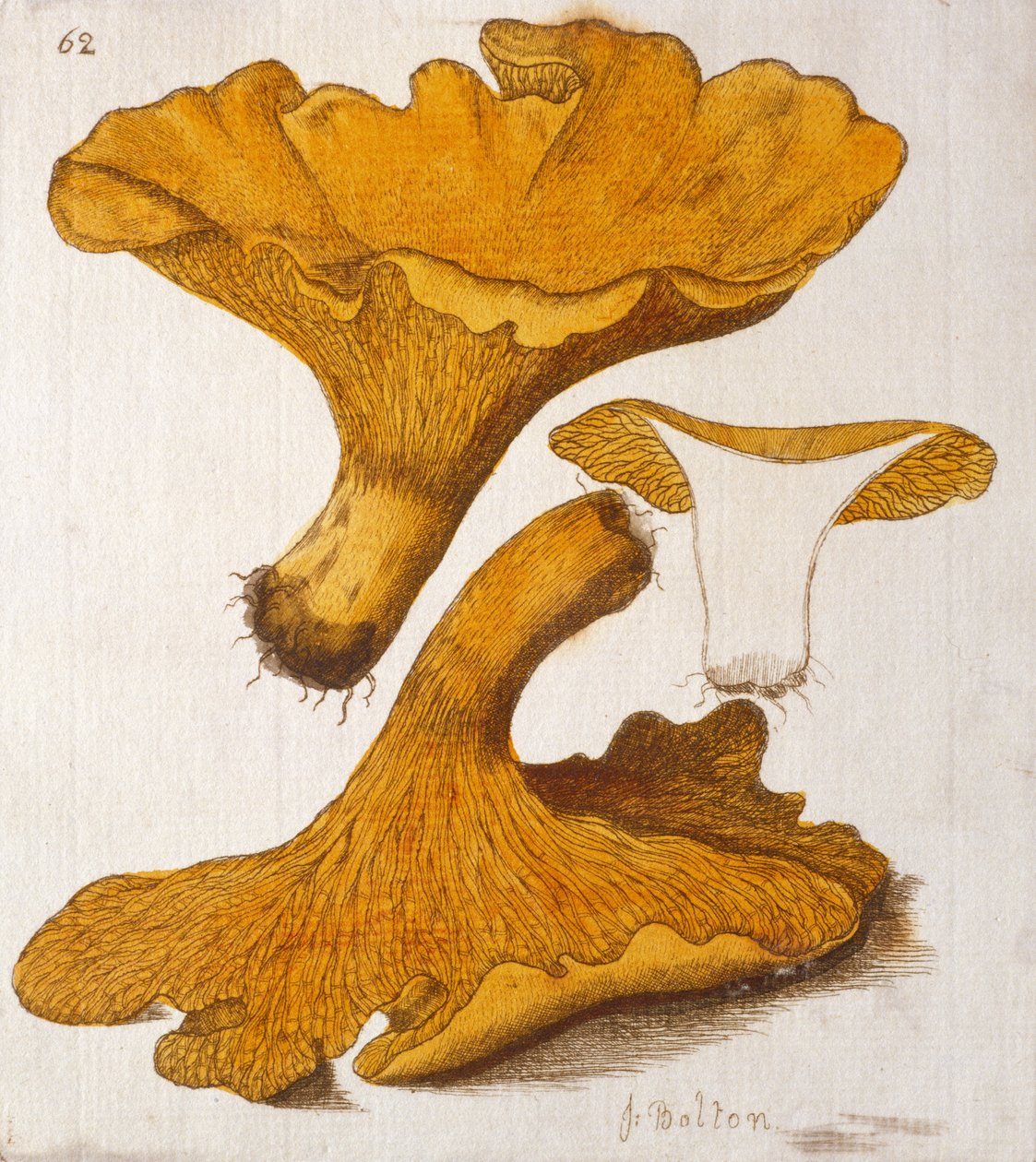 Chanterelle by James Bolton