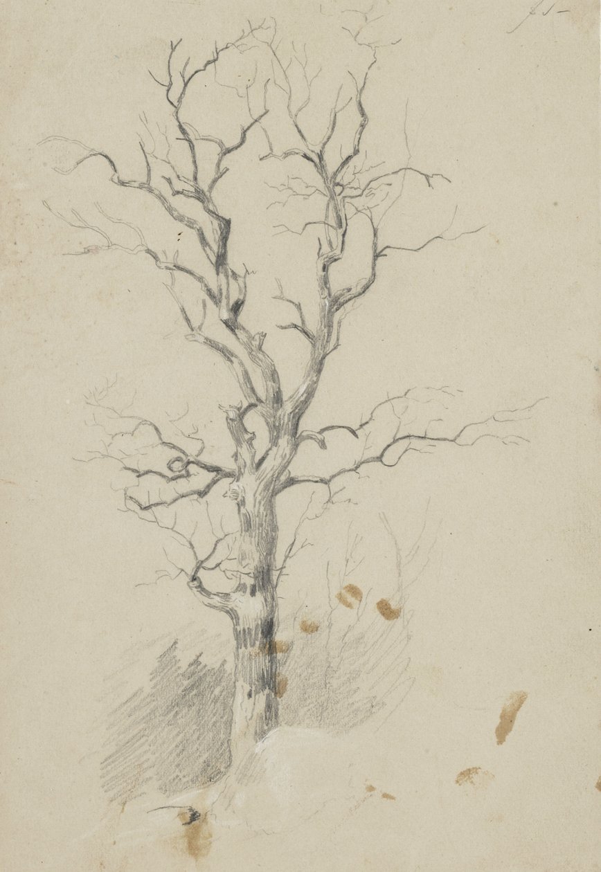 Tree by James David Smillie