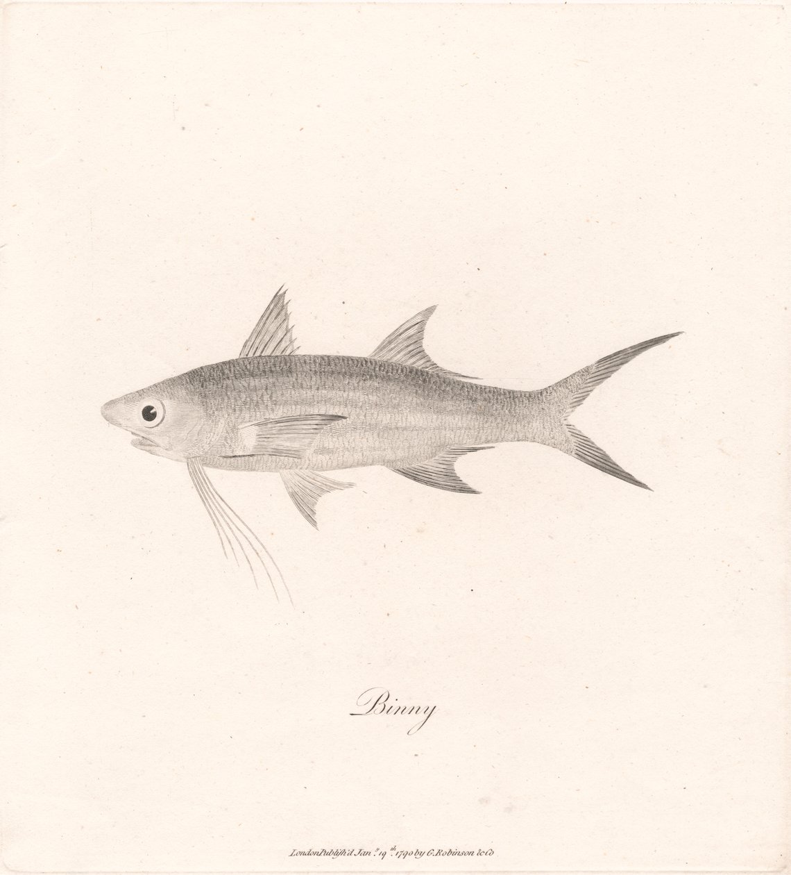 Binny by James Heath