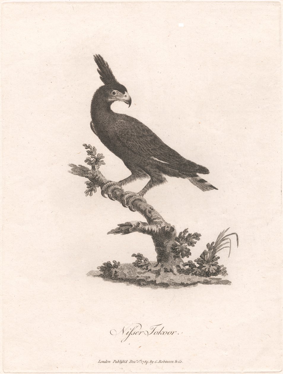 Nisser Tokoor by James Heath