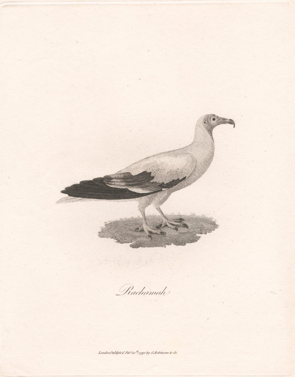 Rachamah by James Heath