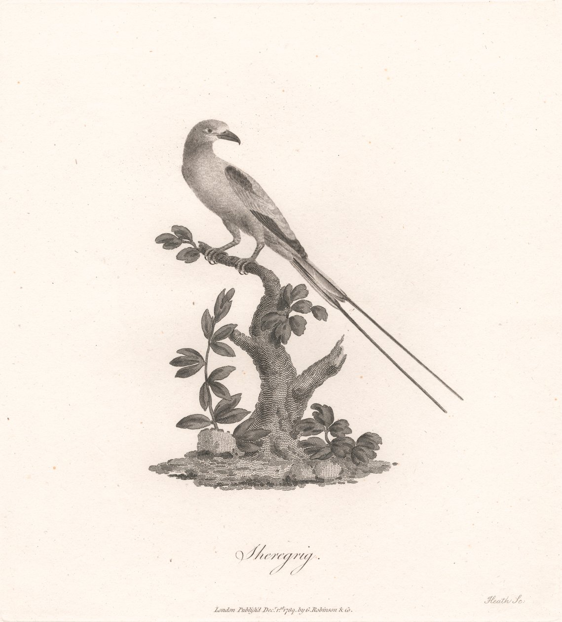 Sheregrig by James Heath
