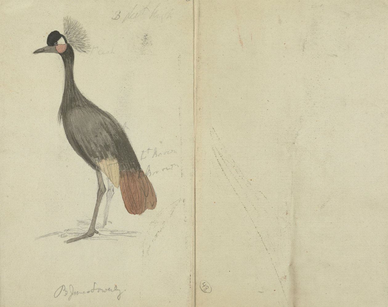 A Crane by James Sowerby