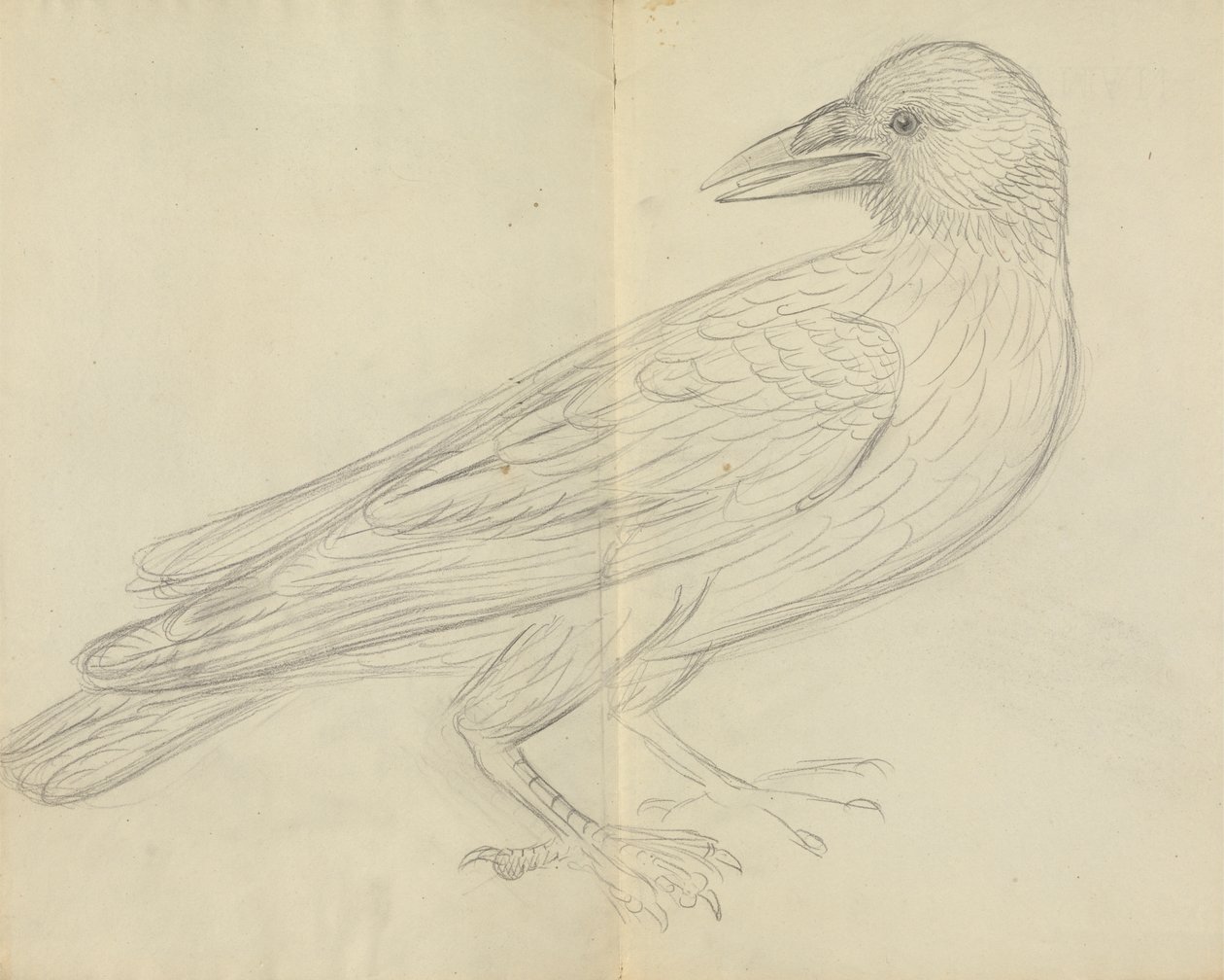 A Crow by James Sowerby