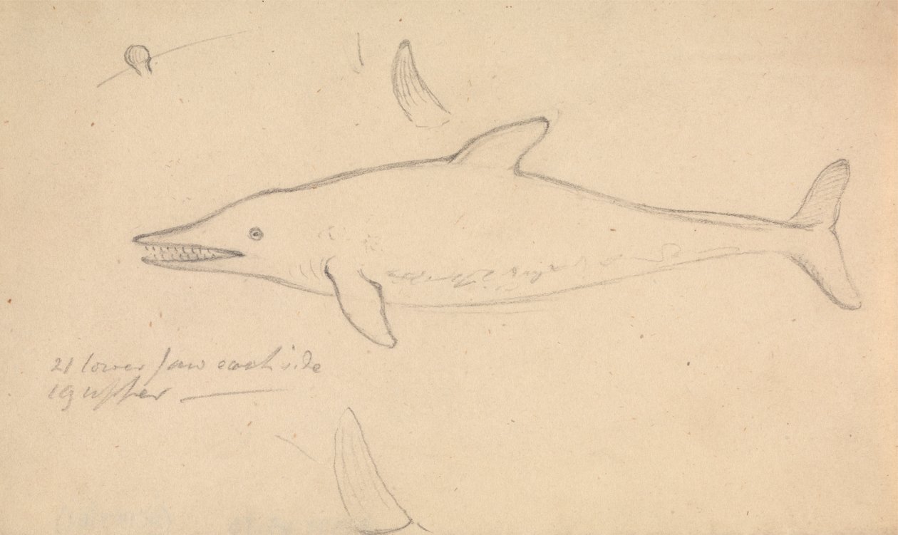 A Porpoise? by James Sowerby