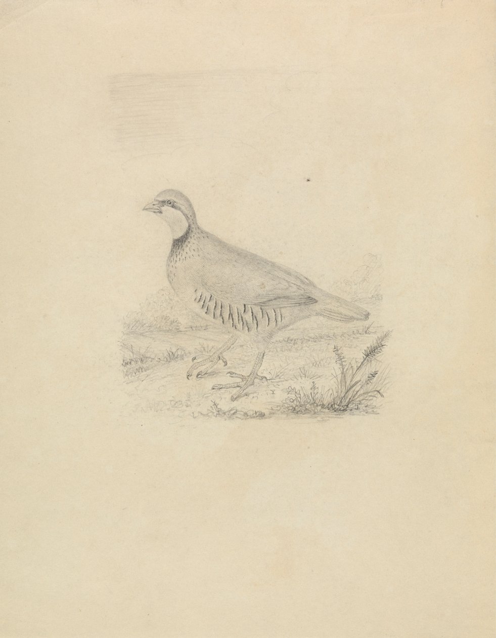 A Quail by James Sowerby