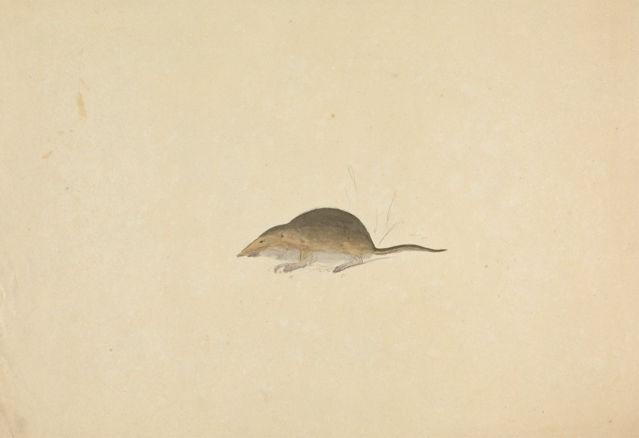 A Shrew by James Sowerby