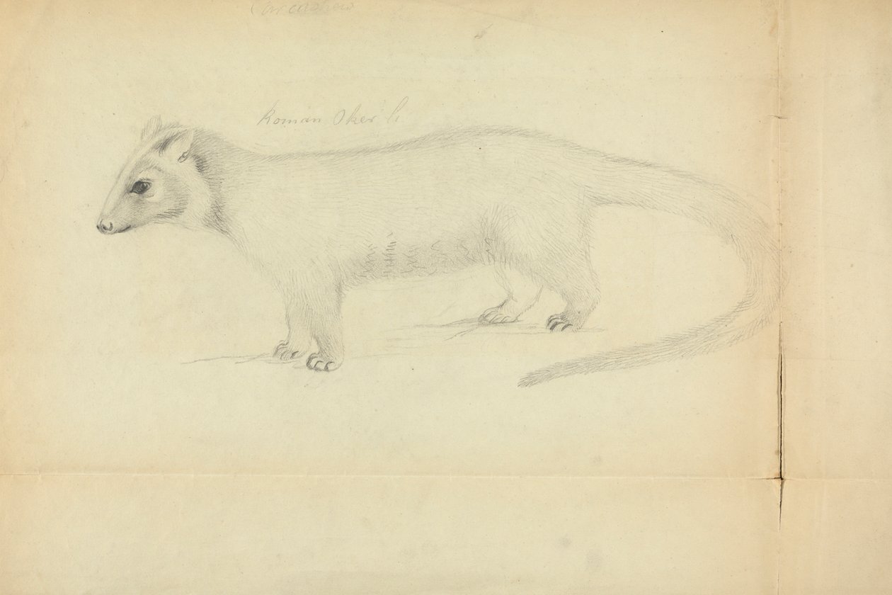 A Weasel by James Sowerby