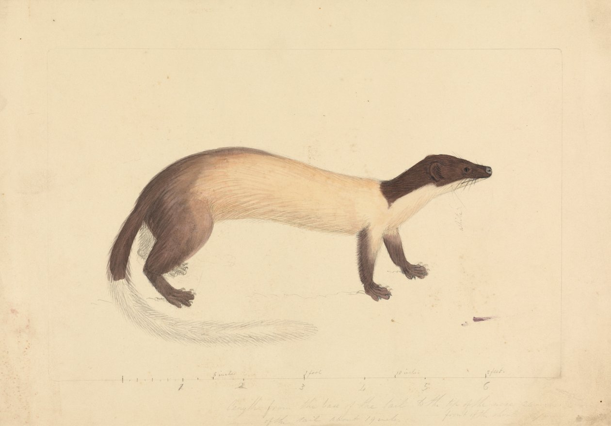 A Weasel by James Sowerby