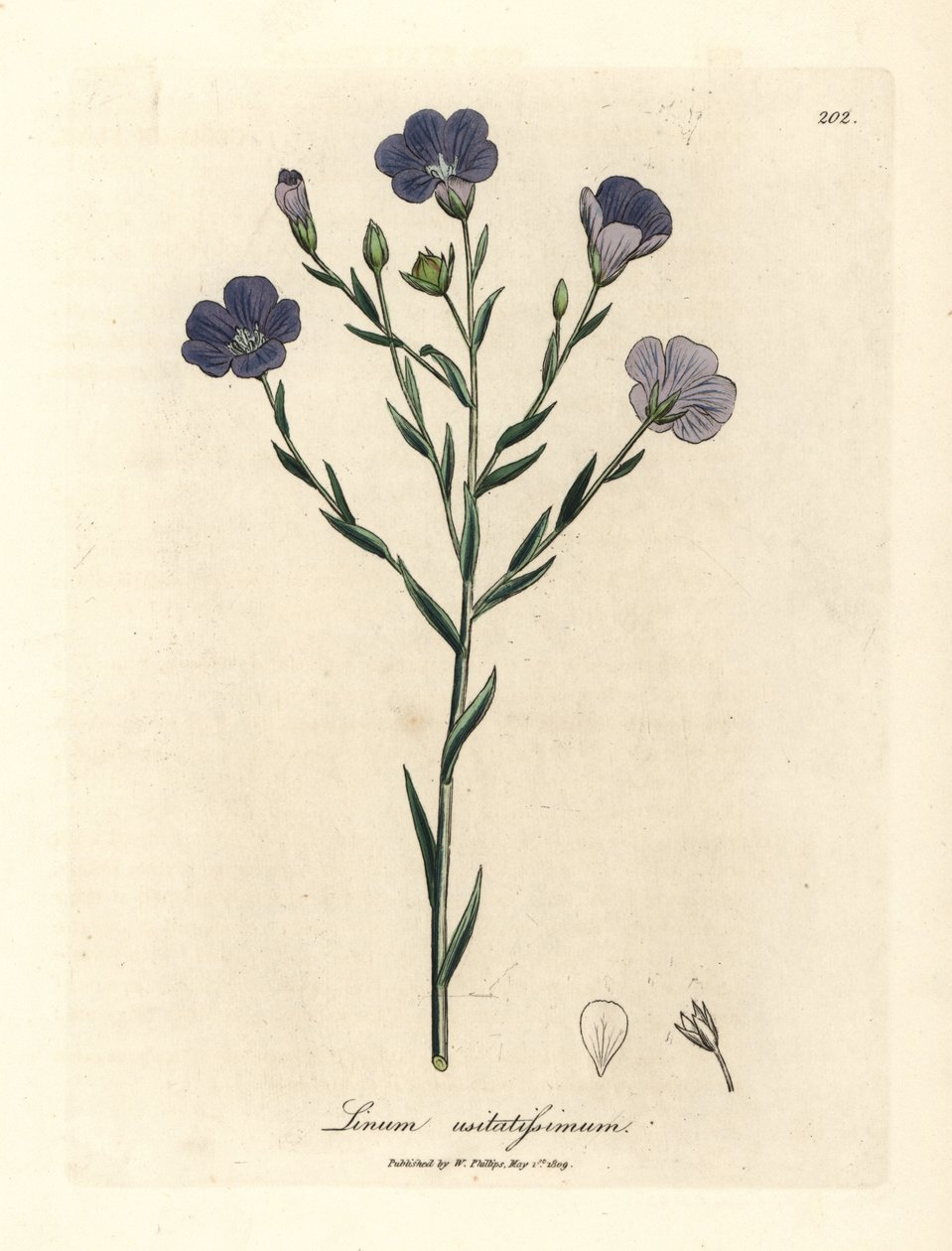 Blue Flowered Flax, Linum Usitatissimum by James Sowerby