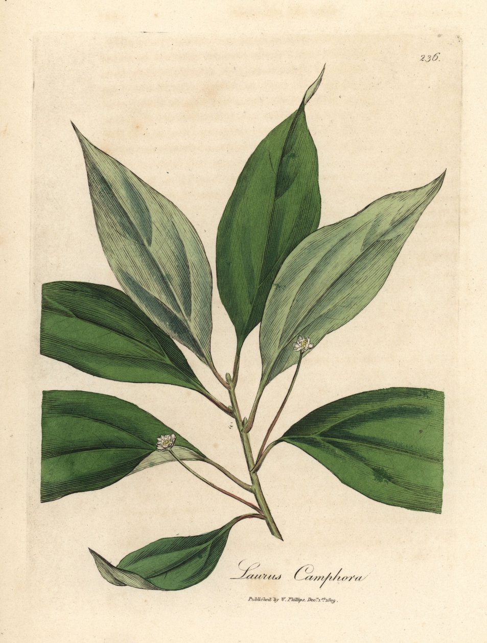 Camphor Tree, Laurus camphora by James Sowerby