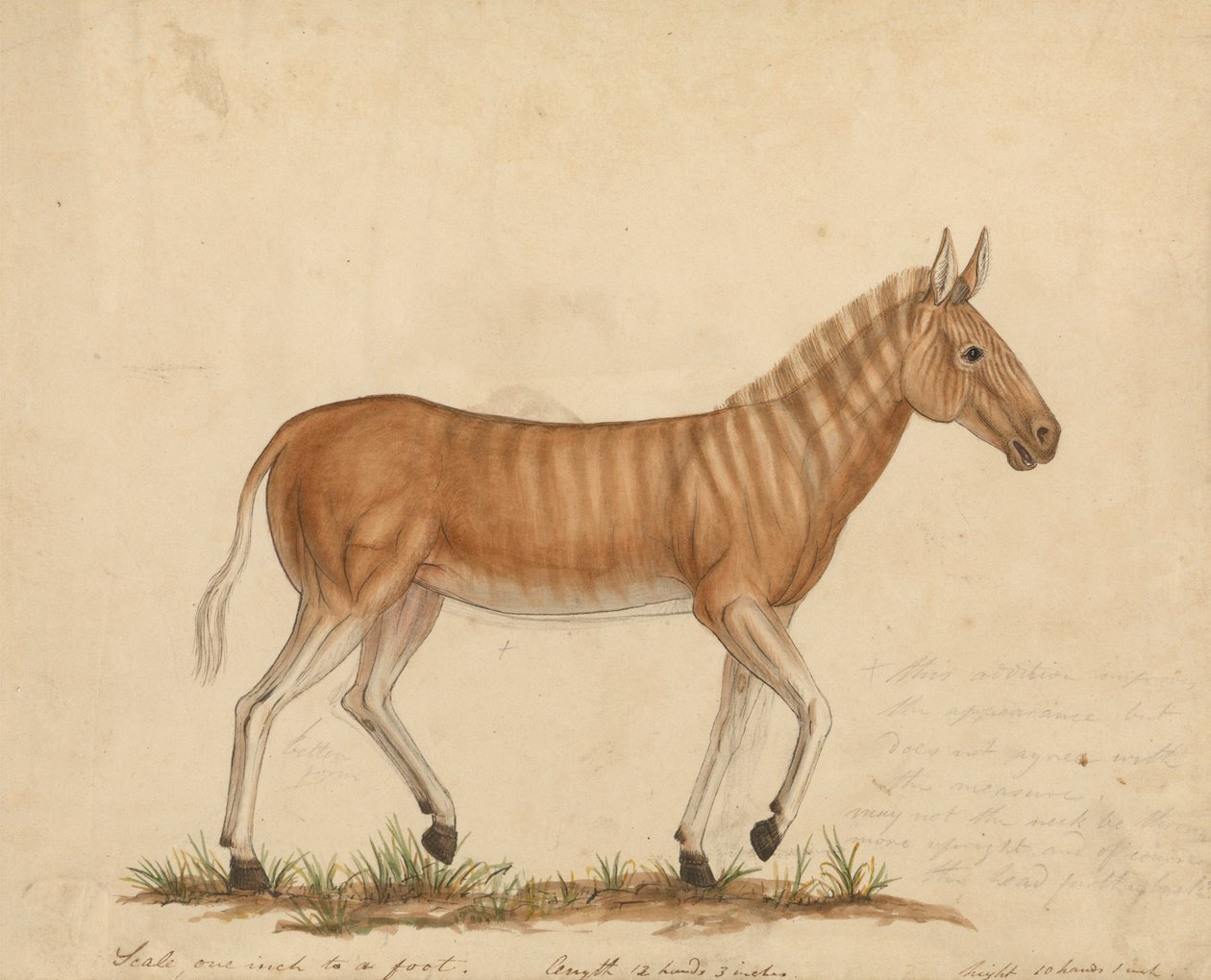 Quagga Zebra by James Sowerby