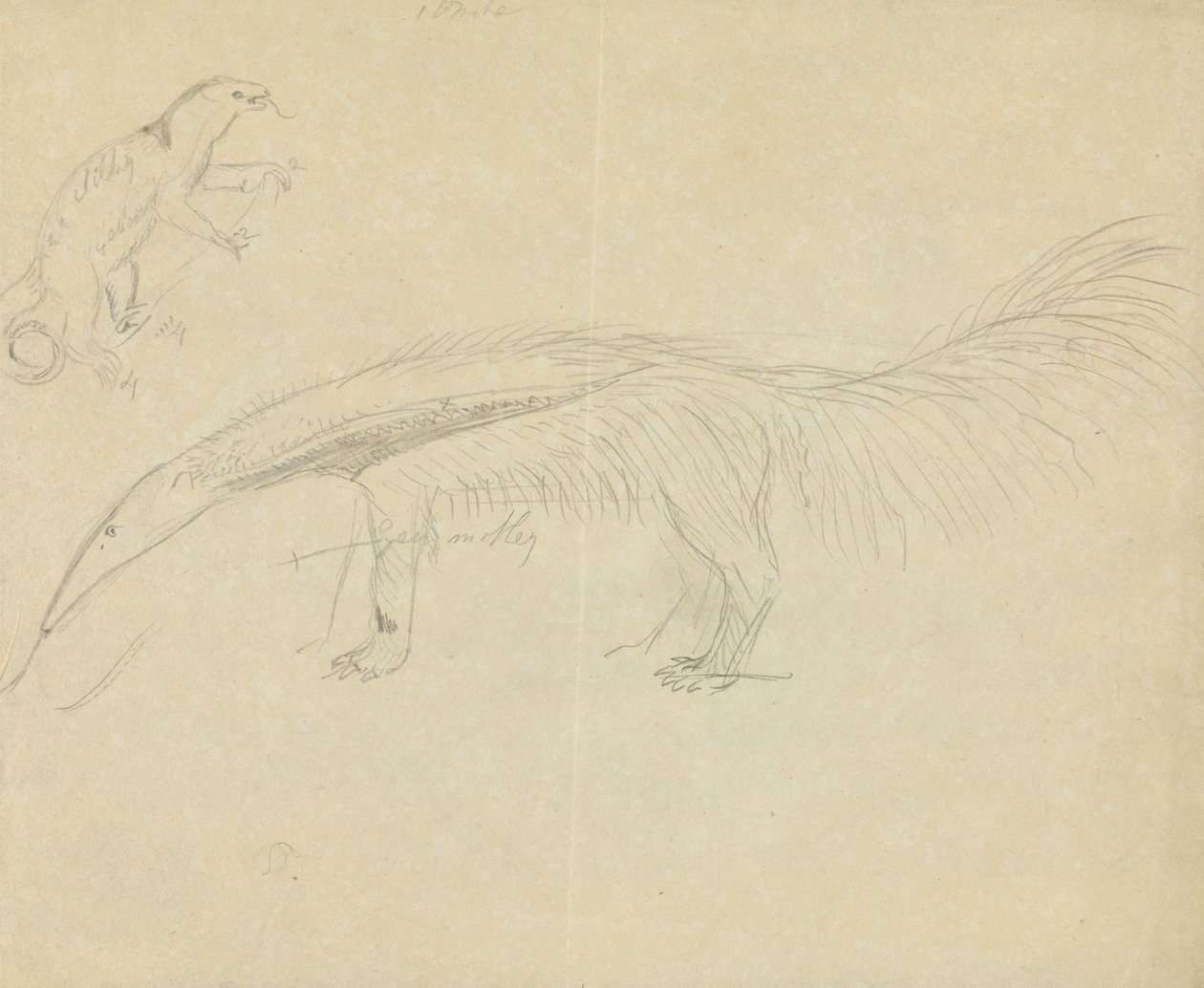 Two Anteaters by James Sowerby