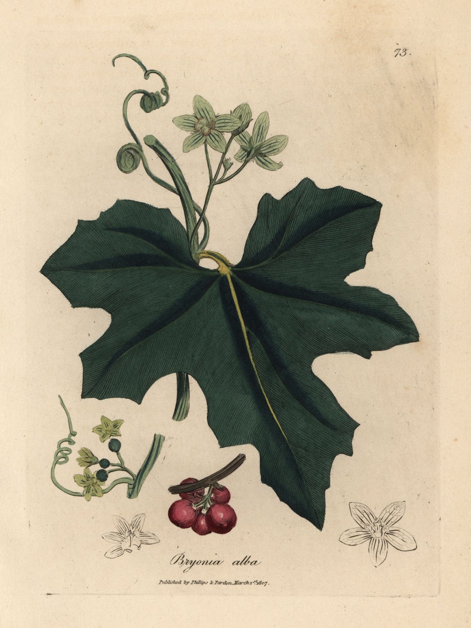 White flowered bryony, Bryonia alba by James Sowerby