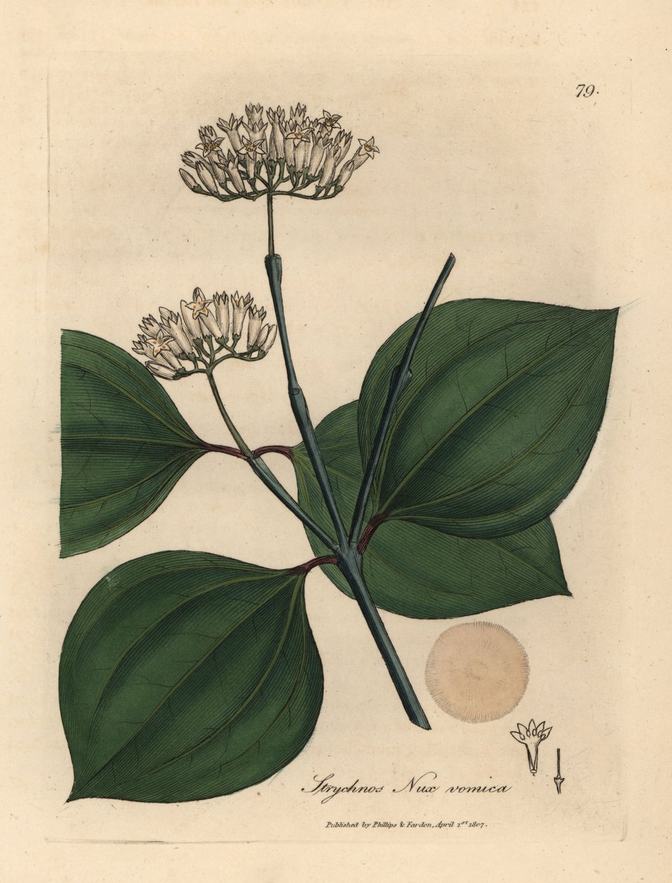 White flowered poison nut, Strychnos nux vomica by James Sowerby