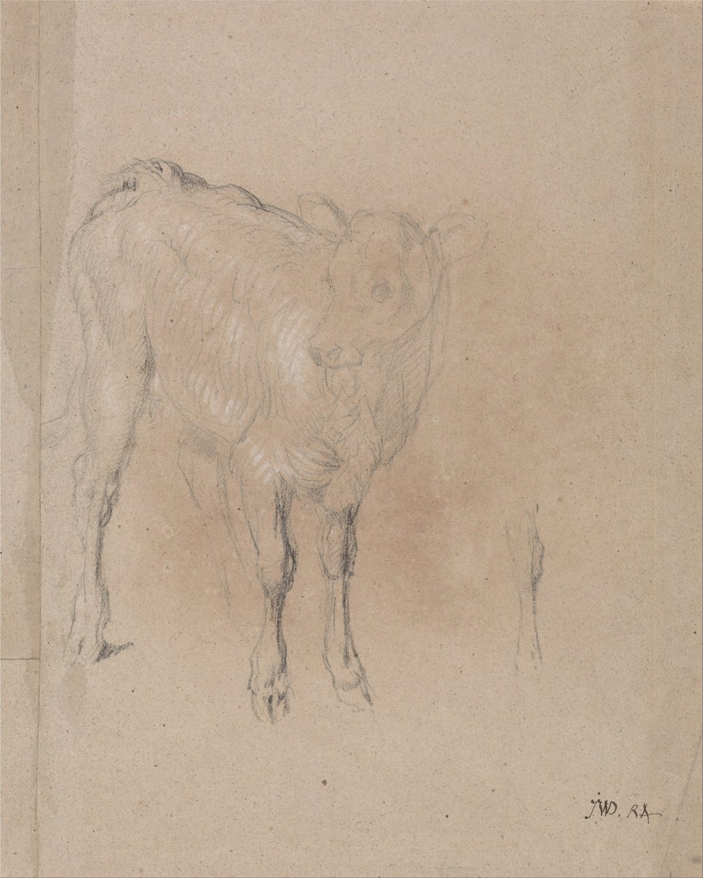 Study of a Calf by James Ward
