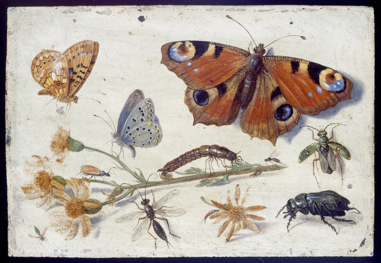 Three Butterflies, a Beetle and Other Insects, with a Cutting of Ragwort by Jan van Kessel the Elder