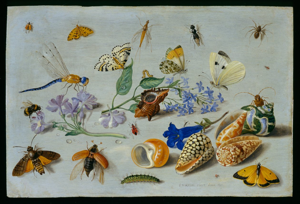 Butterflies and Other Insects by Jan van Kessel the Elder