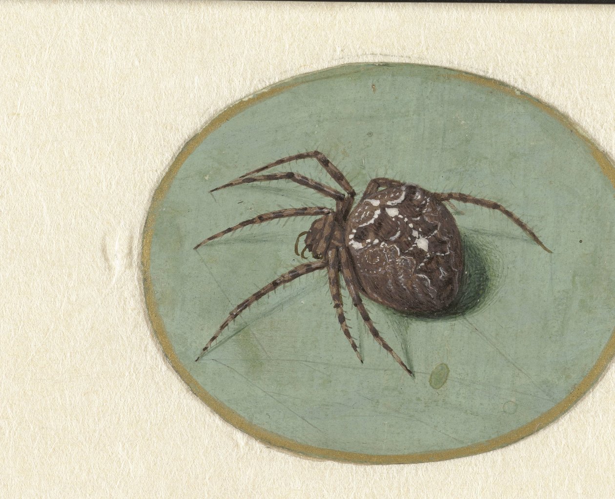 Spider by Jan Augustin van der Goes