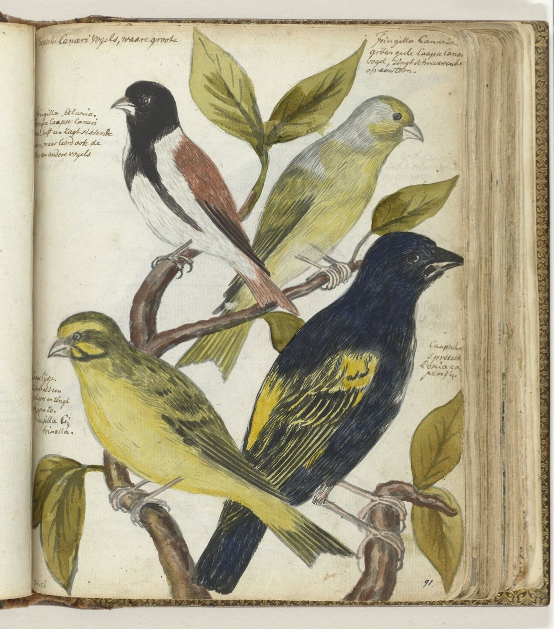 Cape Birds by Jan Brandes