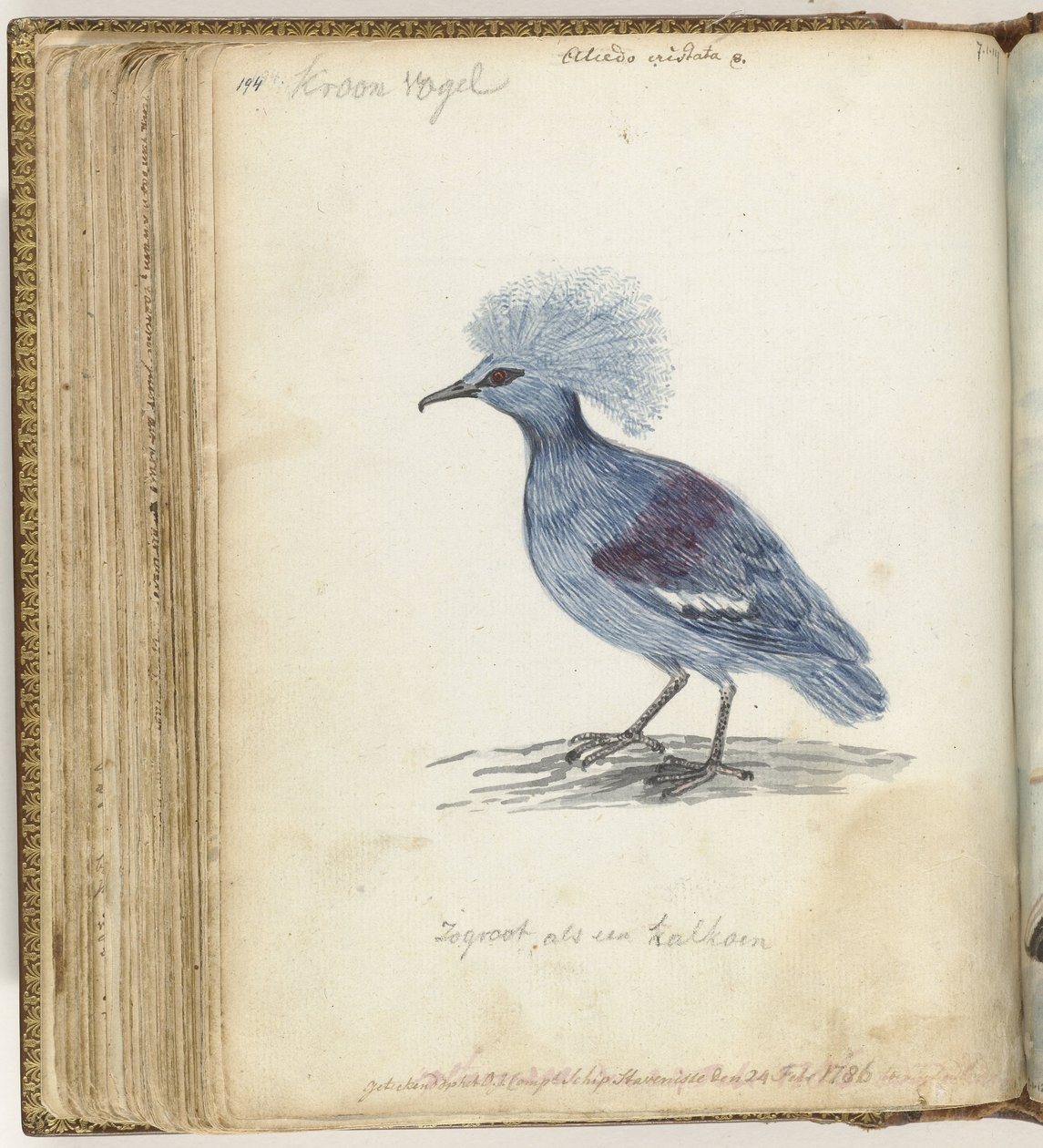 Crowned Pigeon by Jan Brandes
