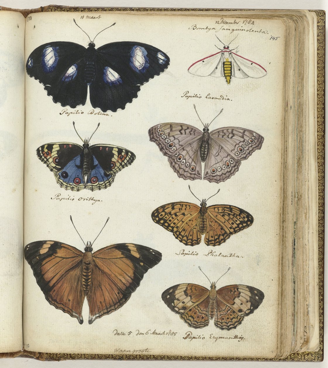 Indian Butterflies by Jan Brandes