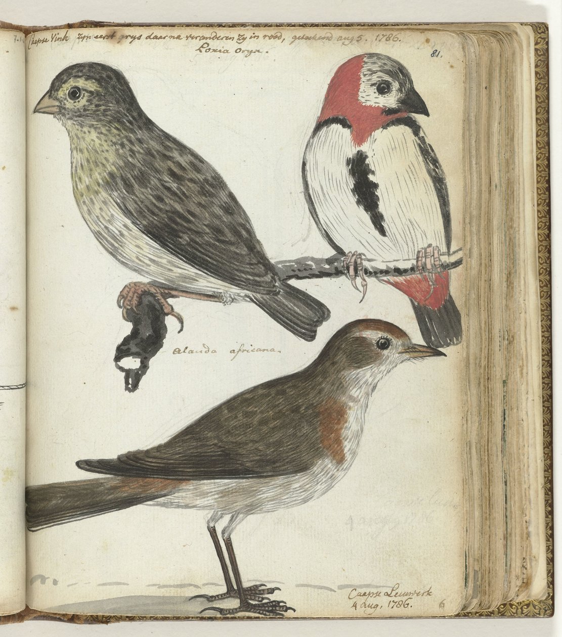Cape Birds by Jan Brandes