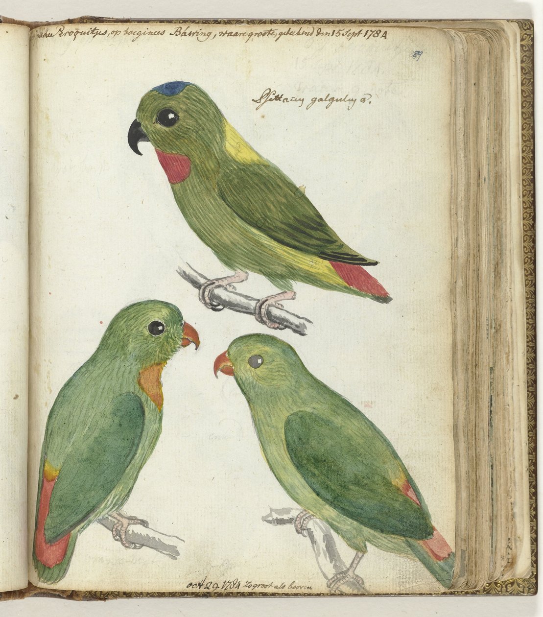 East Indian Parakeets by Jan Brandes