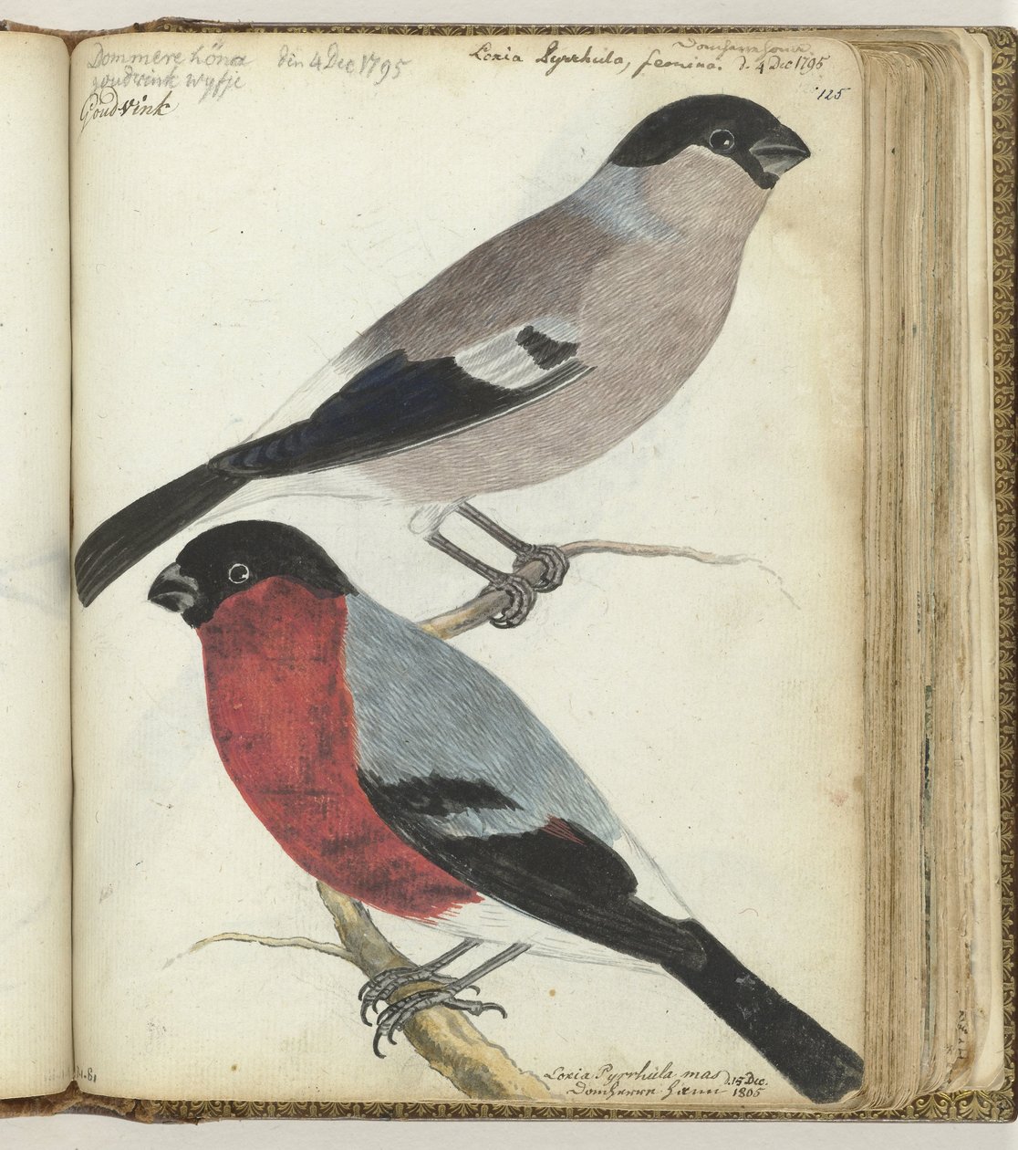 Finches by Jan Brandes