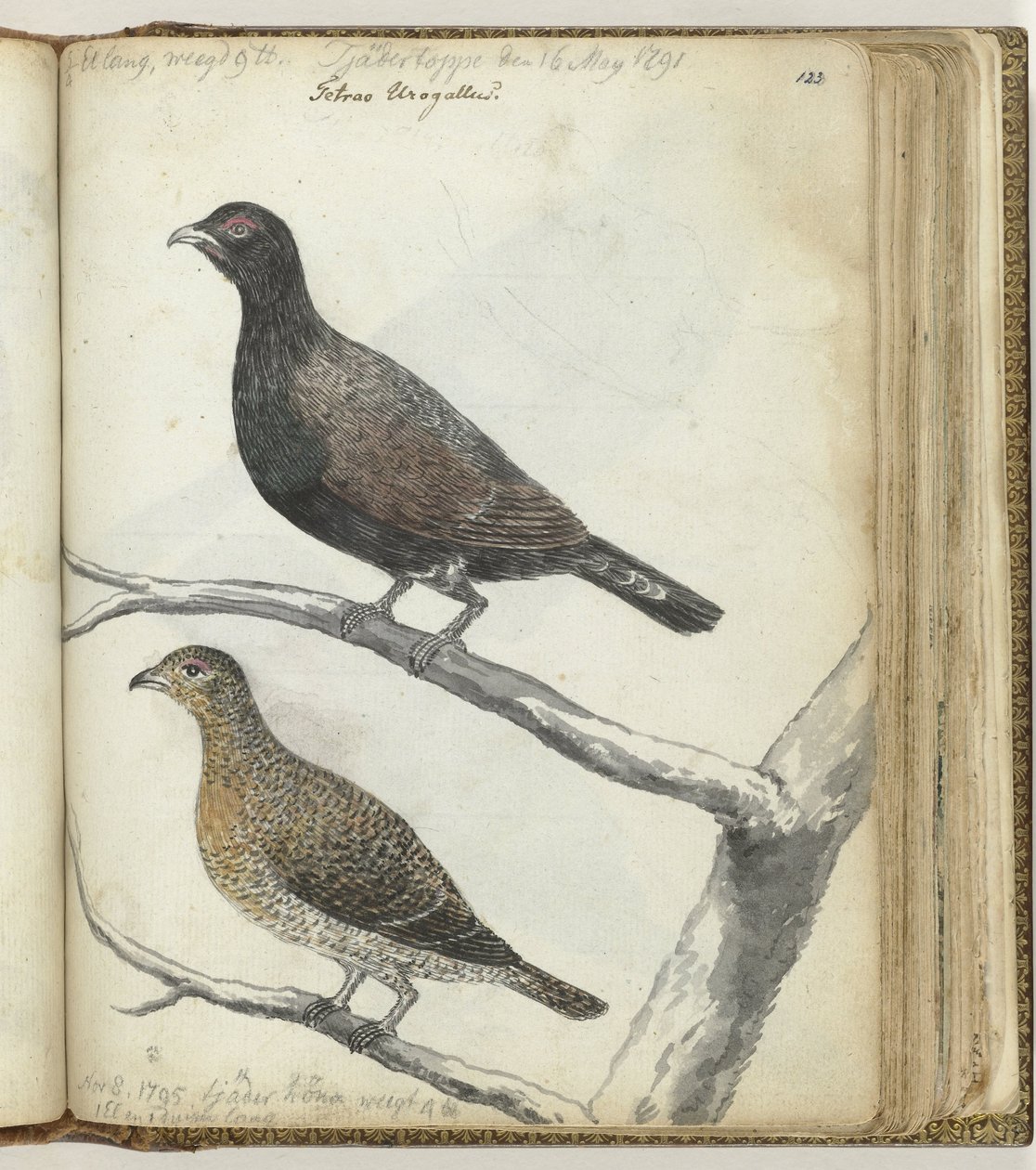 Swedish Birds by Jan Brandes