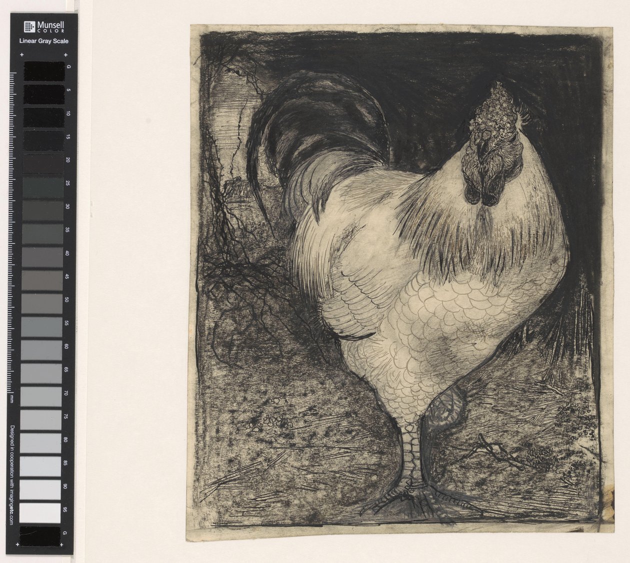 Rooster on One Leg by Jan Mankes
