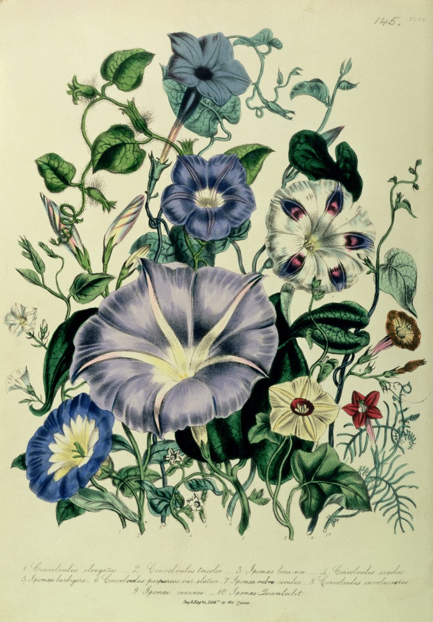 Bindweed, plate 26 from 
