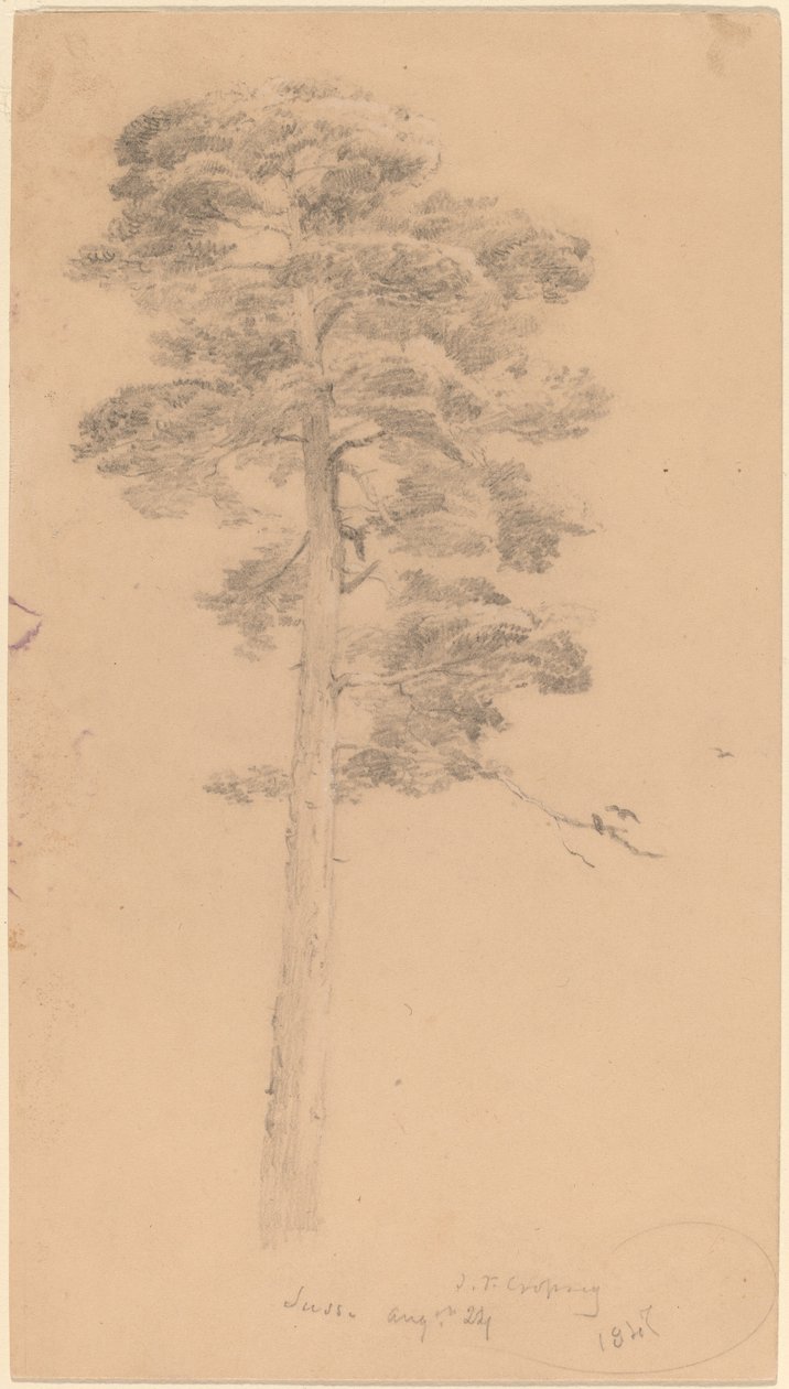 Pine Tree by Jasper Francis Cropsey