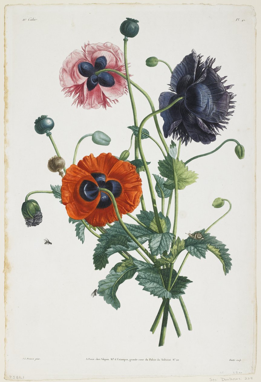 Study of Three Types of Poppies by Jean Louis Prevost