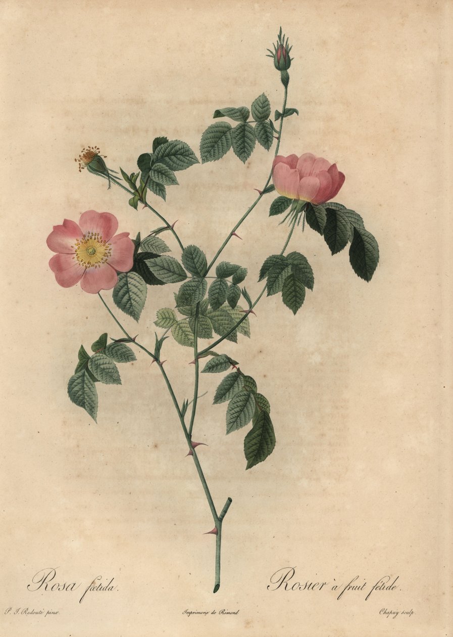 Rosa Foetida, Fetid Fruit Rose by Jean Baptiste Chapuy