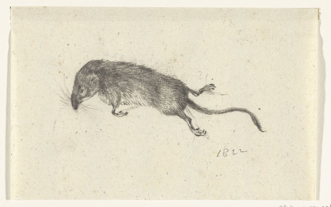 Dead Mouse by Jean Bernard