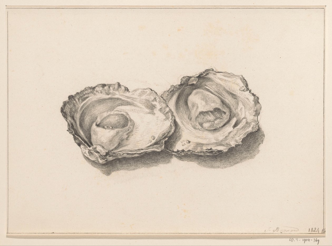 Two opened oysters by Jean Bernard