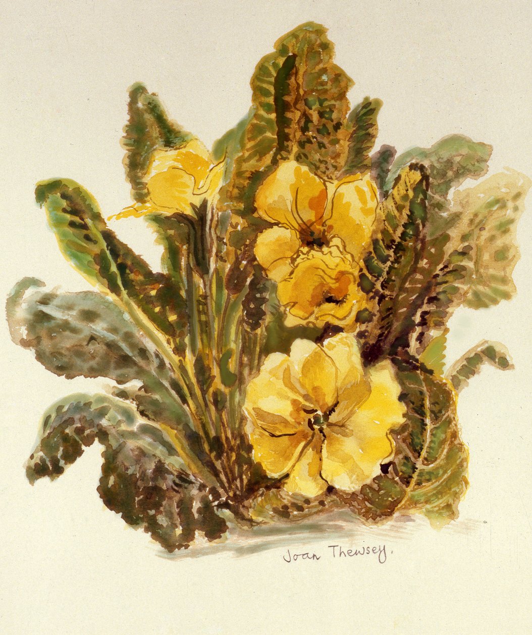 Primrose, 2010 by Joan Thewsey
