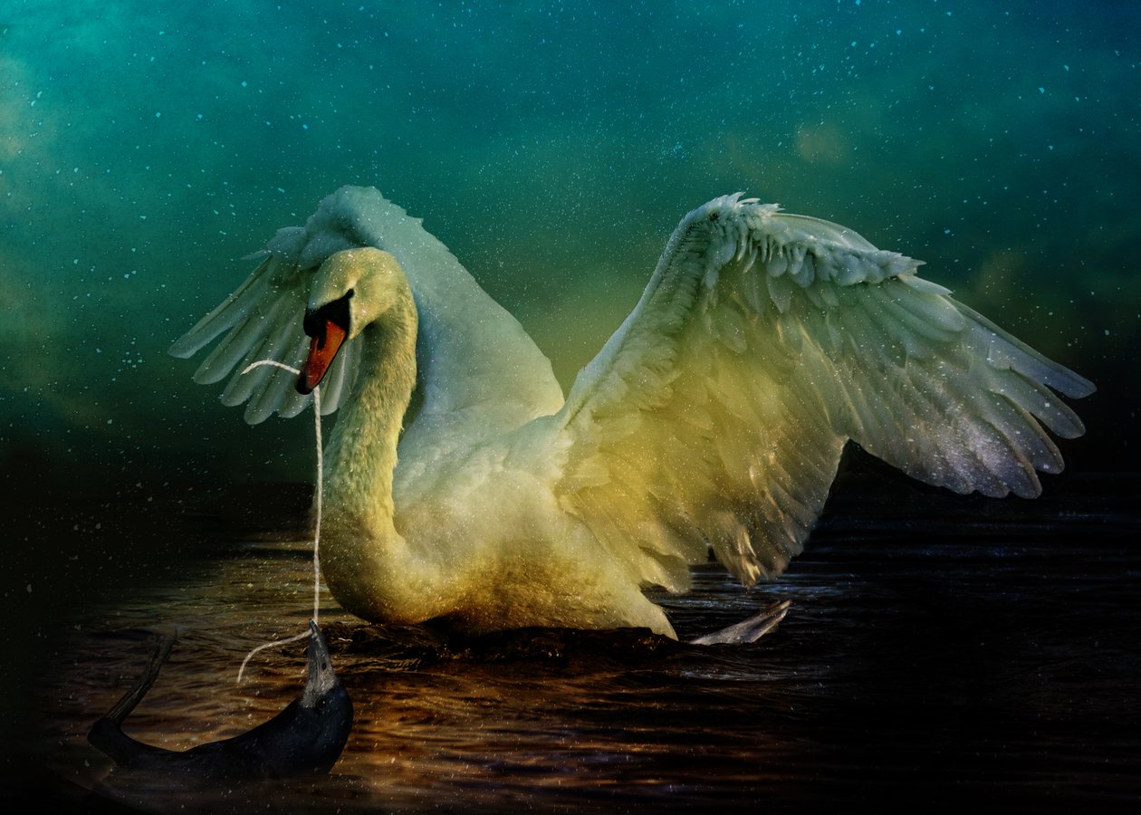 Bird Kingdom 6, 2018 by Johan Lilja