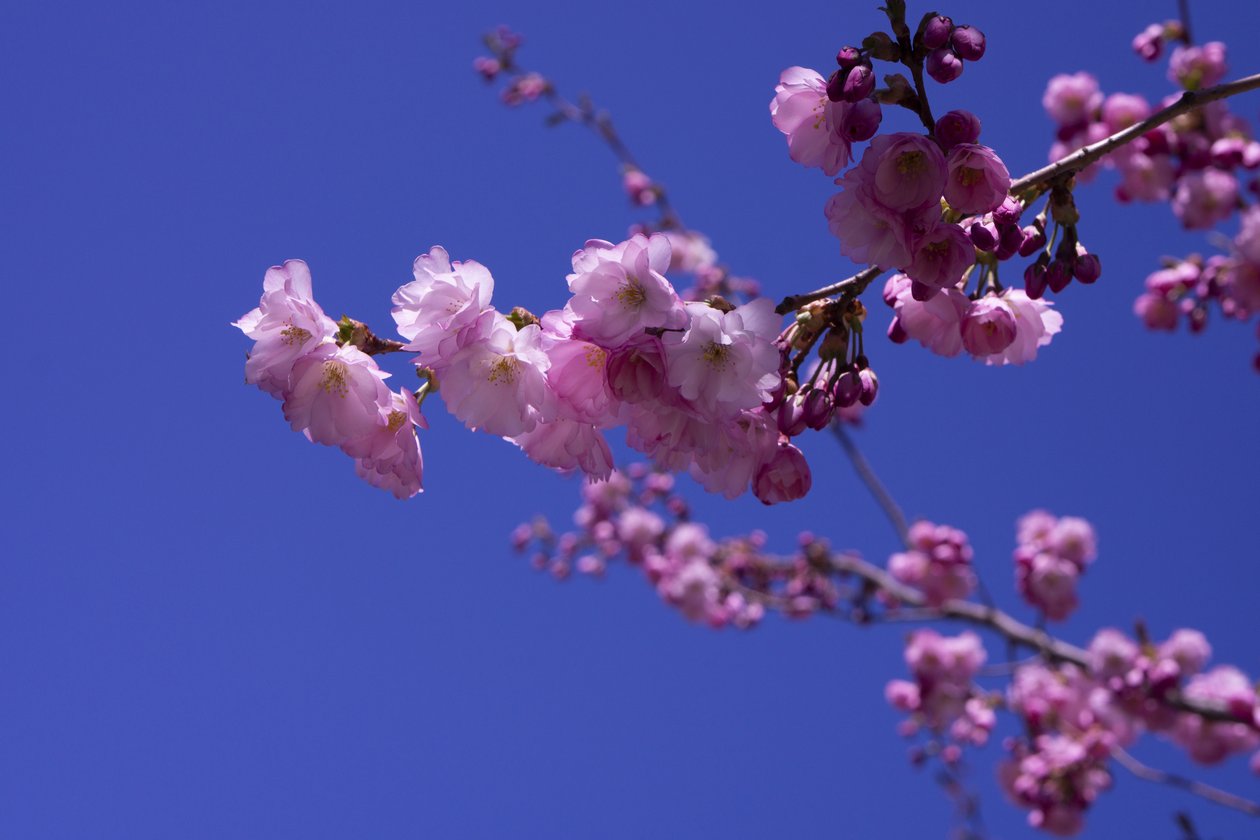 Lilac by Johan Lilja