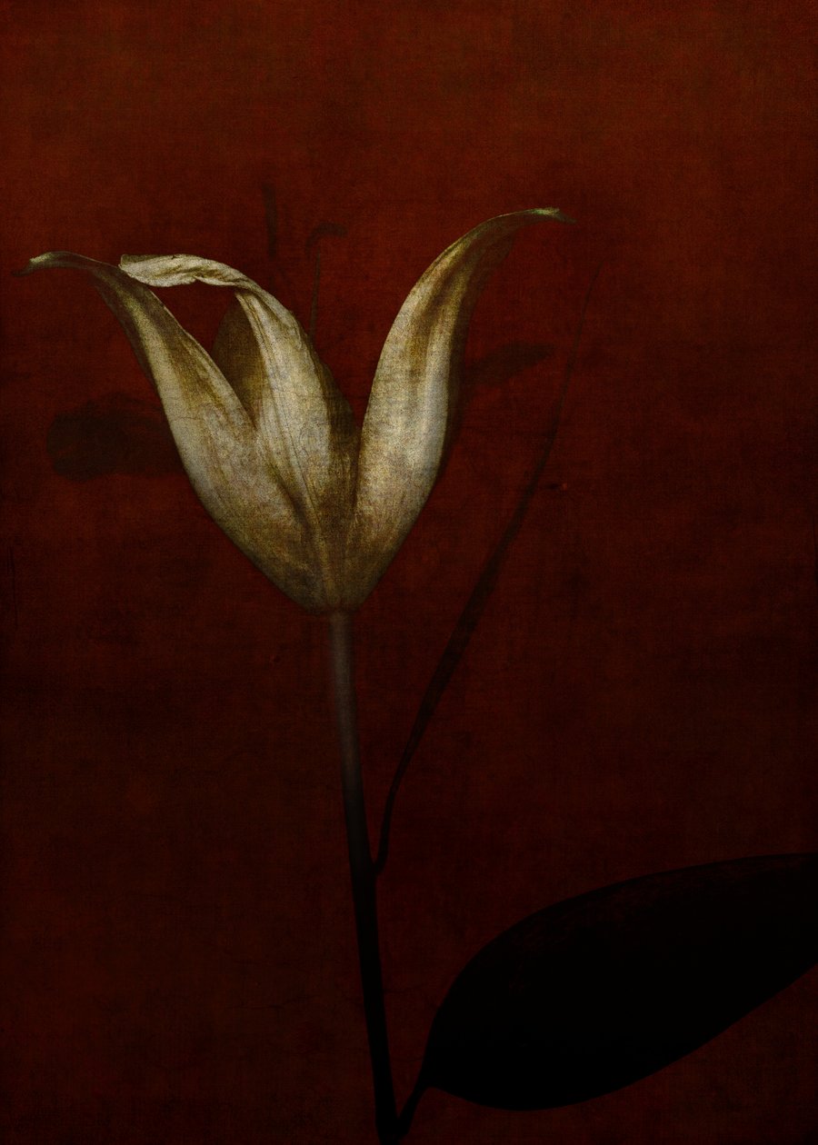 Lily by Johan Lilja