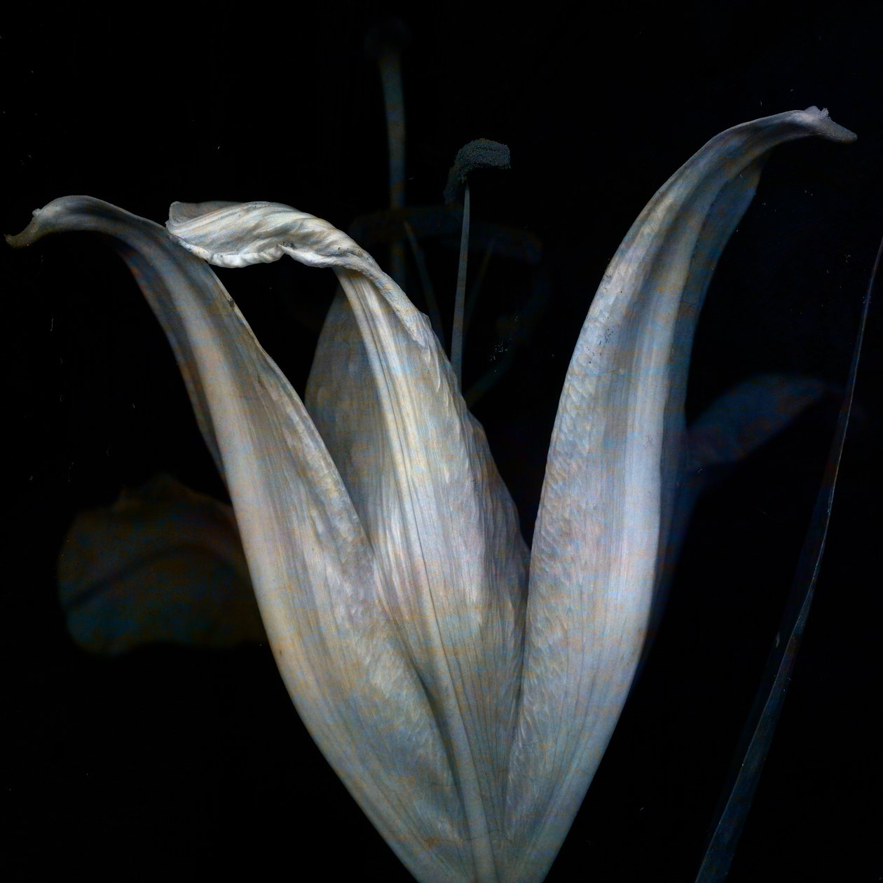 Lily 3 by Johan Lilja