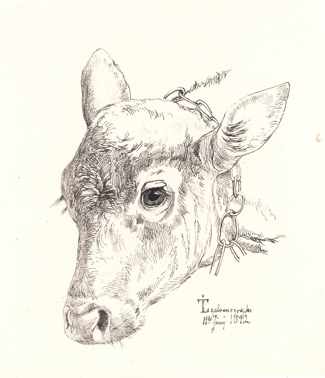 Calf Head by Johan Lundbye