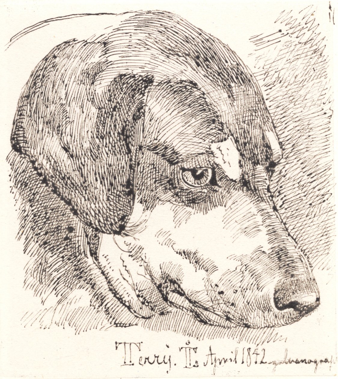 Dog Head, Terry by Johan Lundbye